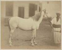 KF 1966 003
<br/>
Étalon au prince Ali Pacha Kaire
<br/>
<em>Goupil, Albert (1840-1884)</em>